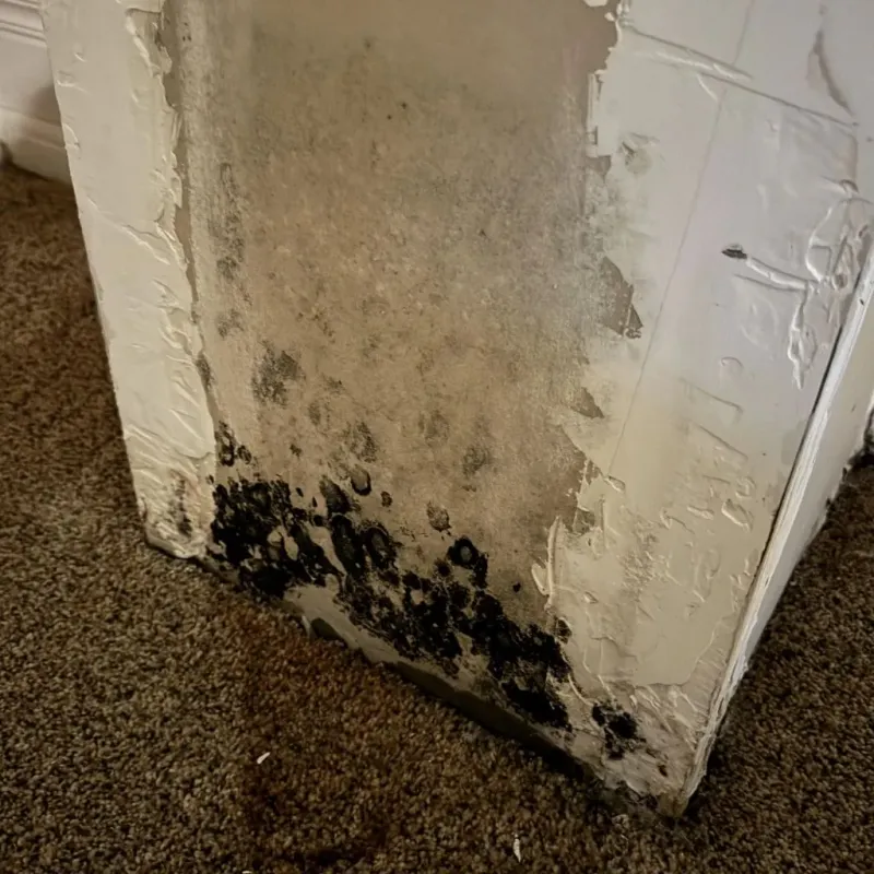 Professional Mold Removal in Wedgefield, FL